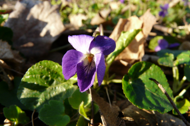 na polance fiołkowej ...
(Viola reichenbachiana) - fiołek leśny #WIOSNA