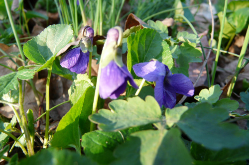 na polance fiołkowej ...
(Viola reichenbachiana) - fiołek leśny #WIOSNA