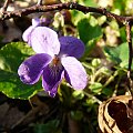 na polance fiołkowej ...
(Viola reichenbachiana) - fiołek leśny #WIOSNA