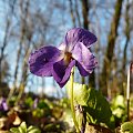 na polance fiołkowej ...
(Viola reichenbachiana) - fiołek leśny #WIOSNA