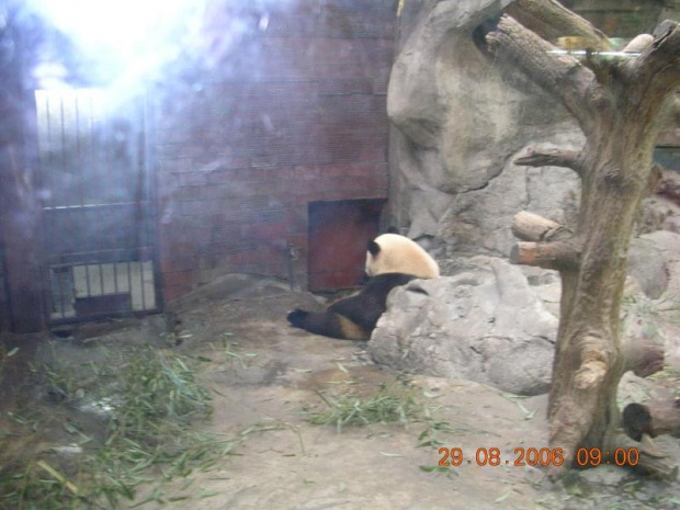 Panda w pekińskim ZOO-chluba Chiń
czyków