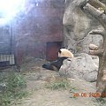 Panda w pekińskim ZOO-chluba Chiń
czyków