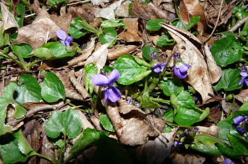 na polance fiołkowej ...
(Viola reichenbachiana) - fiołek leśny #WIOSNA