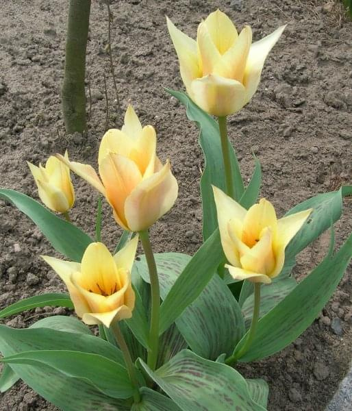 Tulipa fur Elise