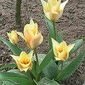 Tulipa fur Elise