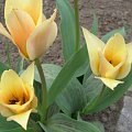 Tulipa Fur Elise