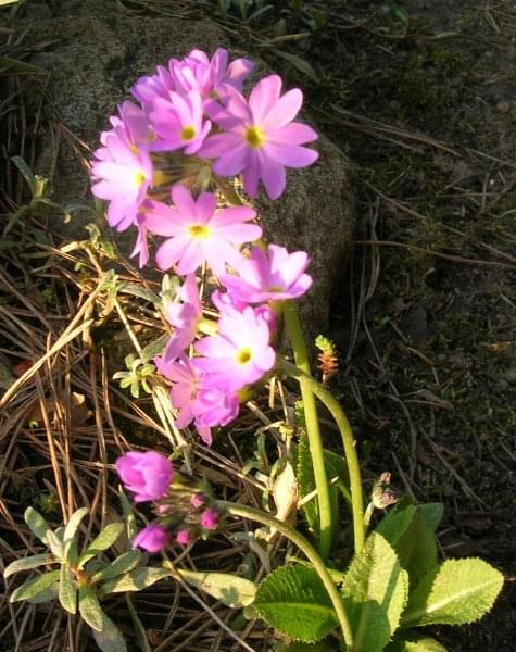 Pierwiosnek Primula denticulata