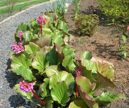 Bergenia