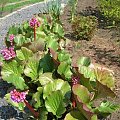 Bergenia