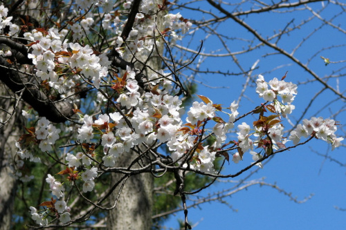 Wiosna w parku #KwitnaceDrzewa #krzewy #kamelie #azalie #WisnieJap #magnolie