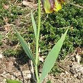 Fritillaria Michailowsky