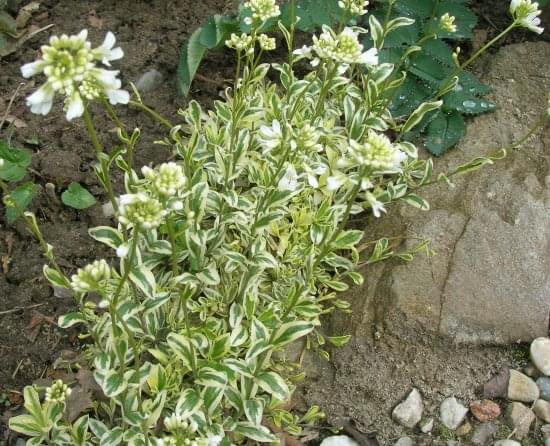 Arabis ferdinandi-coburgii Old Gold