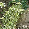 Arabis ferdinandi-coburgii Old Gold