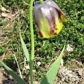 Fritillaria Michailowsky