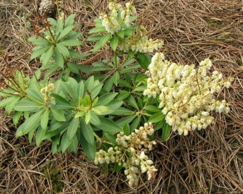 Pieris Debiutant