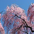Wiosna w parku #KwitnaceDrzewa #krzewy #kamelie #azalie #WisnieJap #magnolie