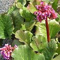 Bergenia