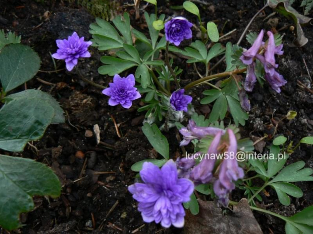 Hepatica flore pleno