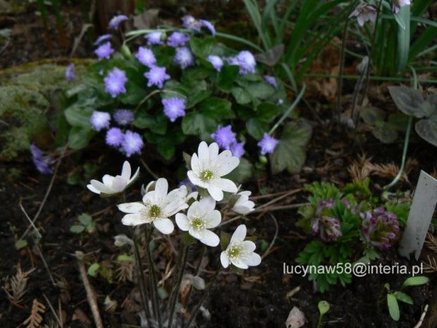 Hepatica