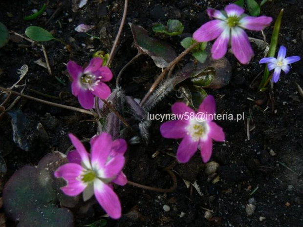 Hepatica hybr.