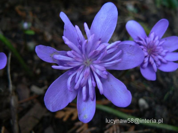 Hepatica trans.Elison Spencer