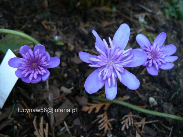 Hepatica trans.Elison Spencer