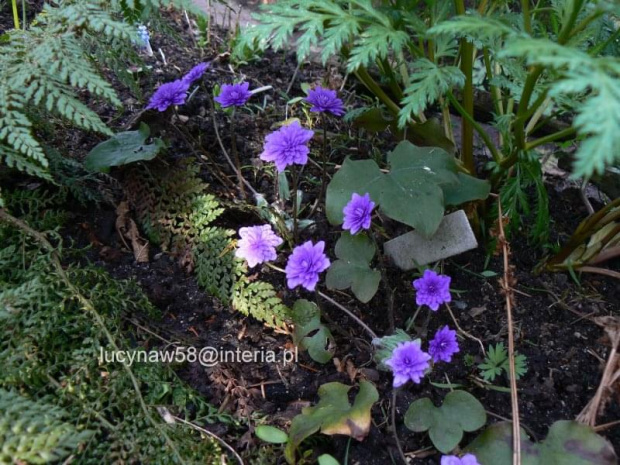 Hepatica nob.Fl.pleno