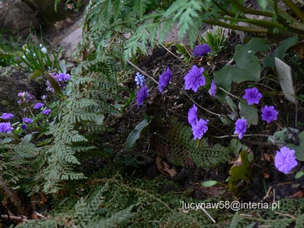 Hepatica nob.Plena