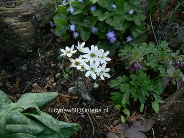 Hepatica americana