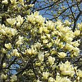 Żółte magnolie #ŻółtaMagnolia