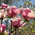 Póżne magnolie #MagnoliePóżne