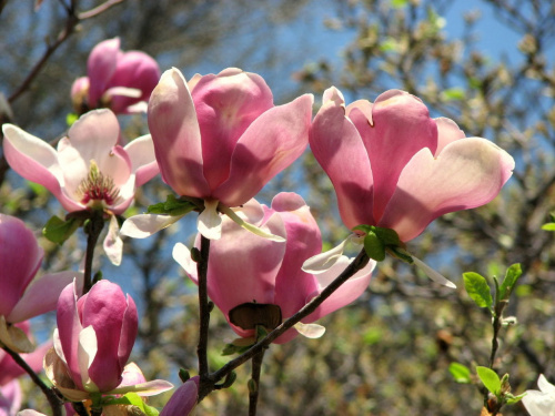 Póżne magnolie #MagnoliePóżne