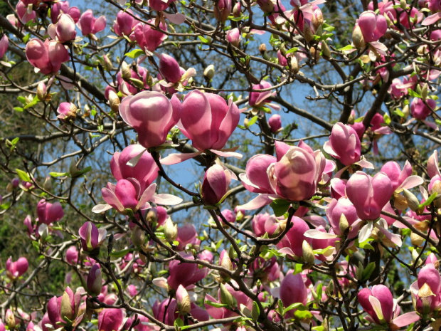 Póżne magnolie #MagnoliePóżne