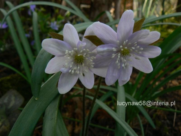 Hepatica americana