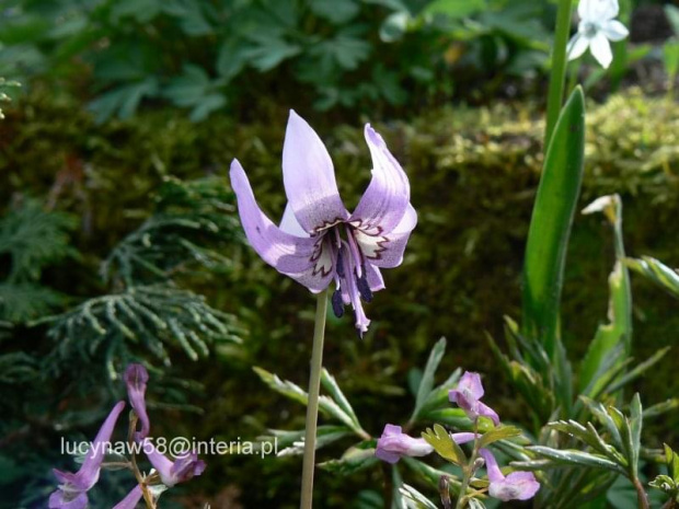 Erythronium japonicum