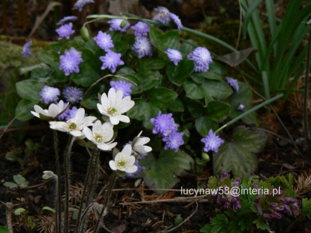 Hepatica