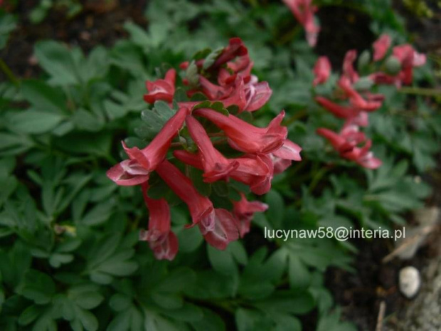 Corydalis solida