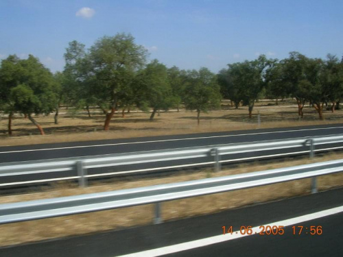 Drzewa korkowe zwane bezwstydne bo odarte z kory-zdjęcie robione z autobusu
