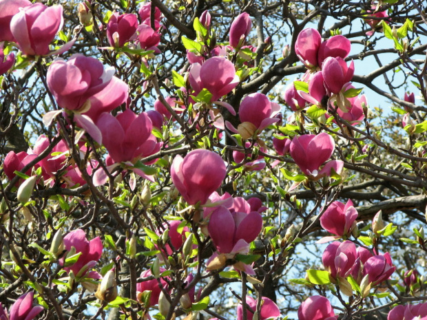 Póżne magnolie #MagnoliePóżne