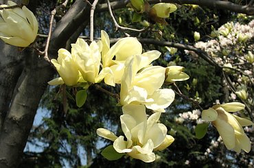 Żółte magnolie #ŻółtaMagnolia
