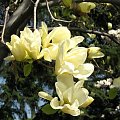 Żółte magnolie #ŻółtaMagnolia
