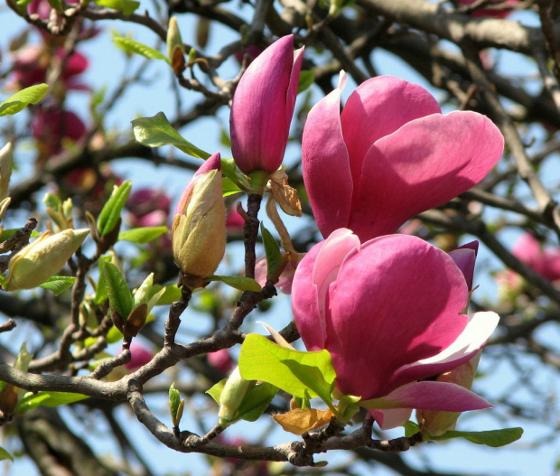 Póżne magnolie #MagnoliePóżne