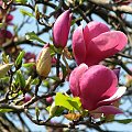 Póżne magnolie #MagnoliePóżne