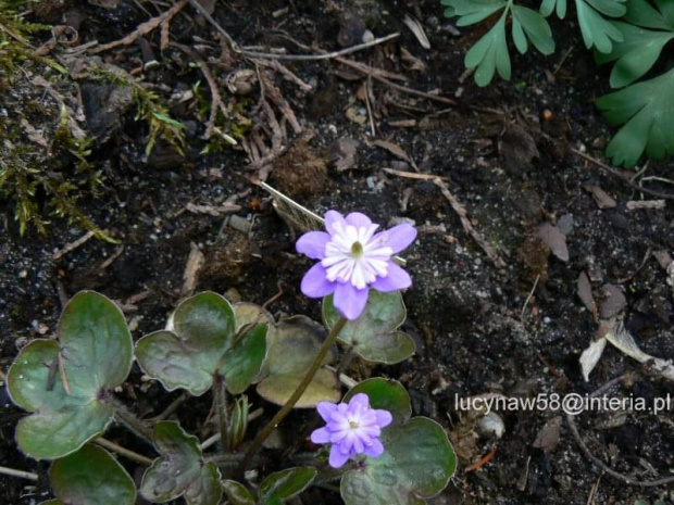 Hepatica jap.hybr.