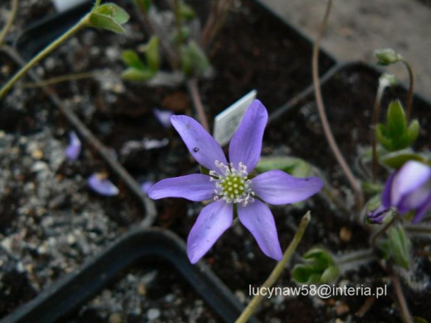 Hepatica hybr.