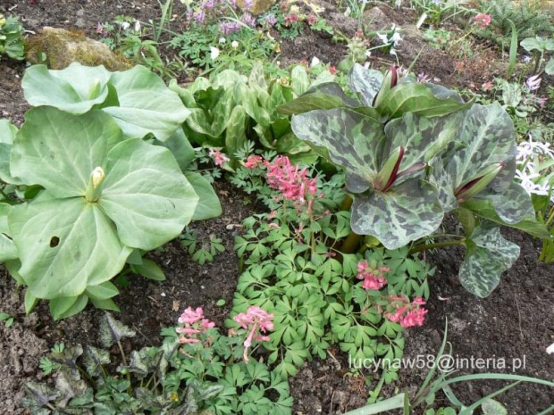 Trillium kurabayashii i chloropetalum var giganteum