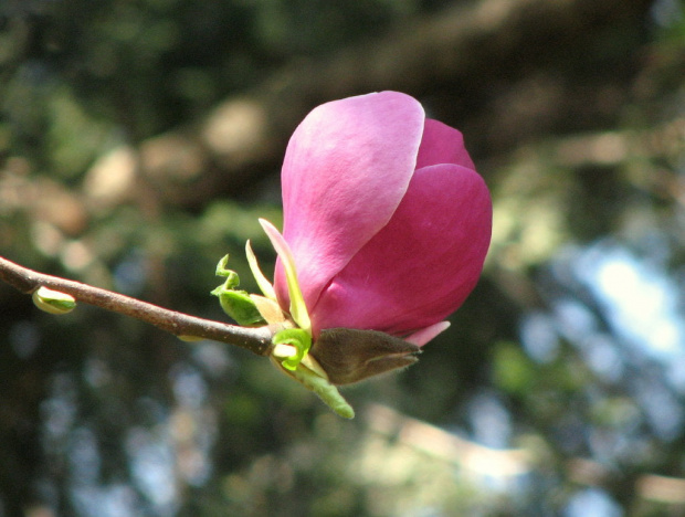 Póżne magnolie #MagnoliePóżne