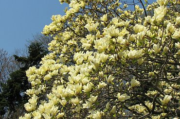 Żółte magnolie #ŻółtaMagnolia