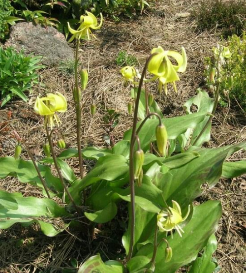 Erythronium