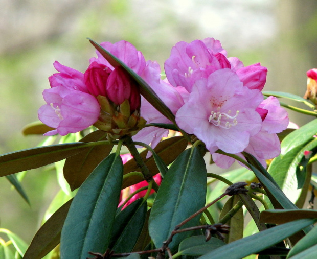 Rododendron